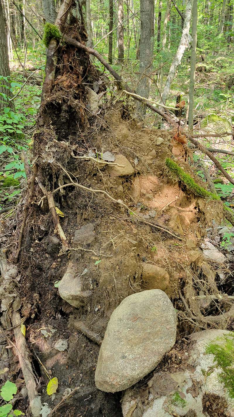Recently wind-thrown tree with soil still on the roots