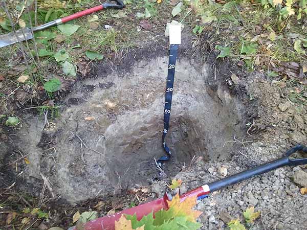 Forest soil profile