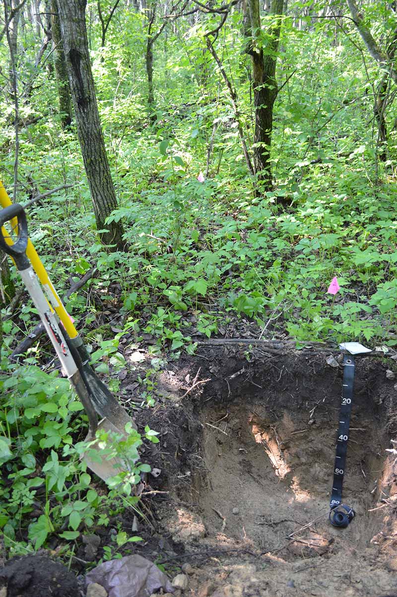 Prairie soil under forest