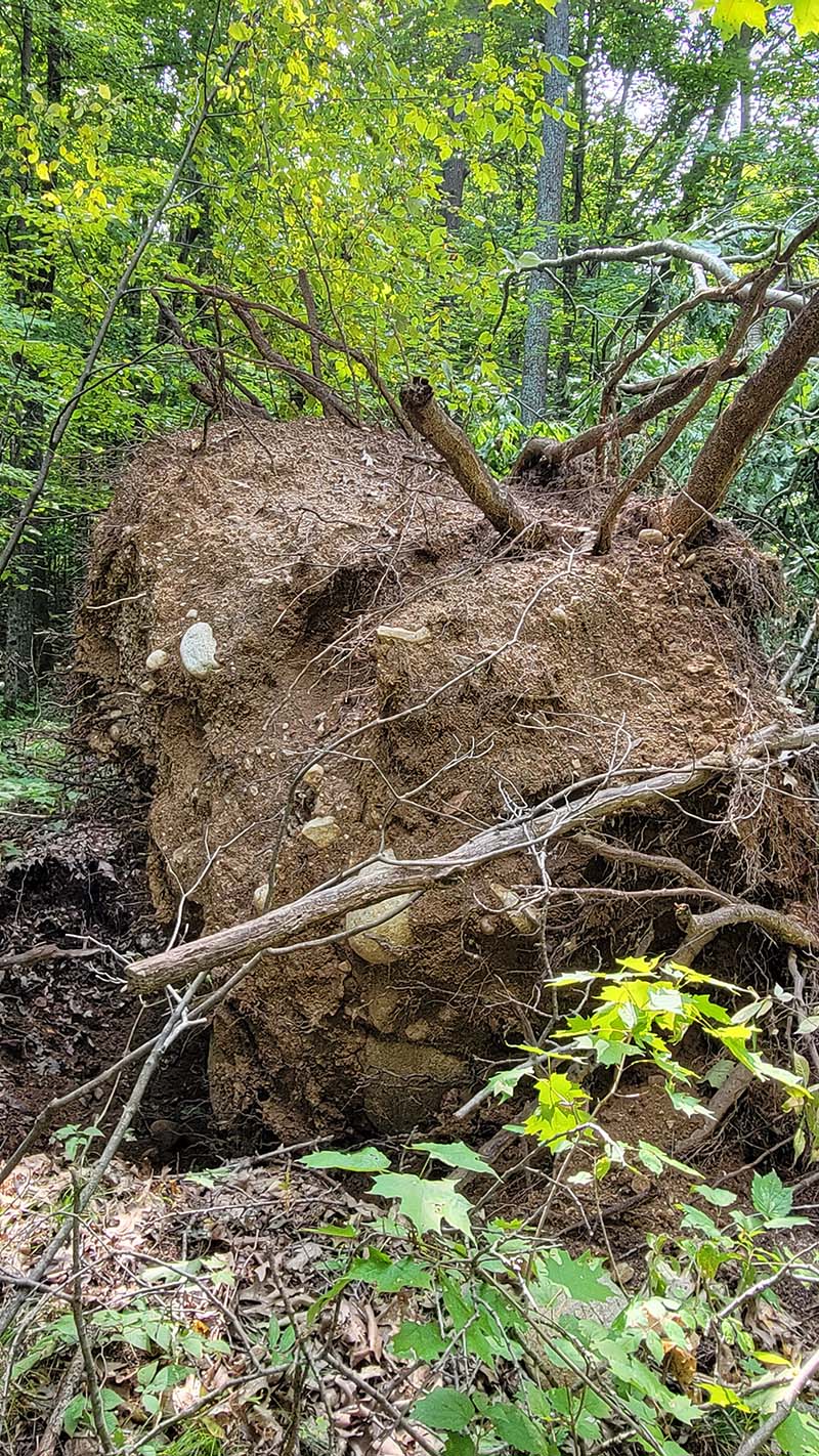 Recently wind-thrown tree with soil still on the roots