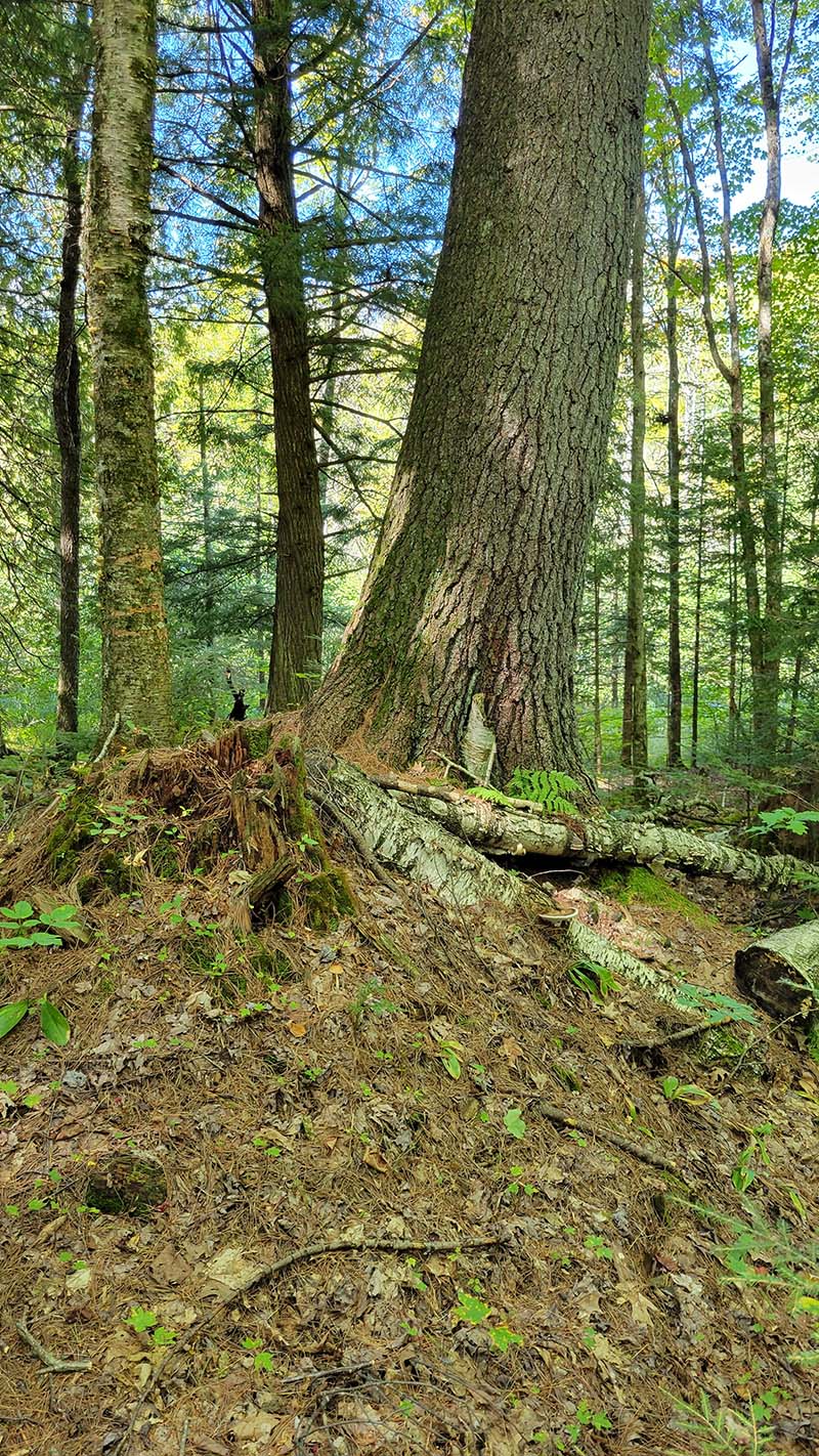 Large white pine growing on a mound produced by tree throw