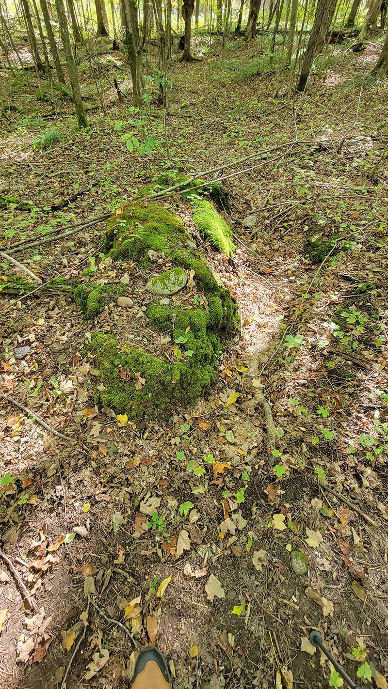 Pit and mound pair with part of the original tipped tree trunk visible